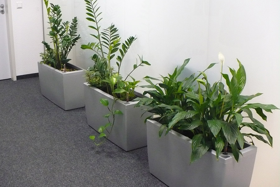 Deister GartenCreativ - Gartencenter - Innenraumbegrünung